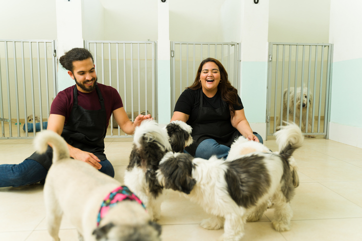 Cheerful workers playing with small beautiful dogs at the daycare